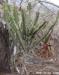 Image result for Monadenium torrei