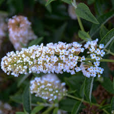 Image result for Buddleja pulchella