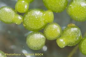 Image result for Wolffia arrhiza