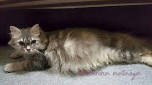 Tak henti mengadopsi anjing tua korban kekerasan, membuat chris dan mariesa. Distokia Masalah Kucing Beranak Dystocia Cat Birth Difficulties Ini Adalah Bellarina Natasya