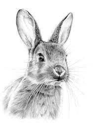 Dessin lapin realiste dessiner animaux realiste fourrure stephane alsac. Animaux Dessin Lapin Dessin Au Crayon Lapin Art