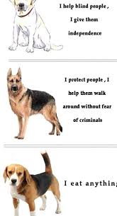 Pin By Shooting Star On Random Funny Animal Memes Funny Animal Jokes Funny Dog Memes