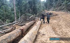 Need the translation of kayu balak in english but even don't know the meaning? Bernama Jabatan Perhutanan Sabah Rampas 45 Kayu Balak