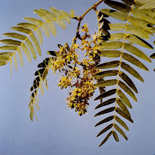 Image result for Brachystegia