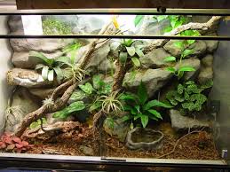 20130801083628 Jpg 1280 960 Snake Terrarium Reptile Terrarium Reptile Room