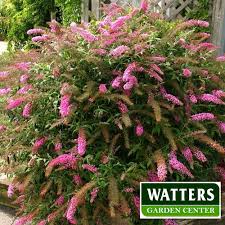 Check spelling or type a new query. Best Heat Tolerant Shrubs For Desert Landscapes Signals Az