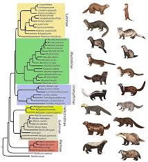 Mustelidae Wikipedia