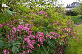 Clumps will grow gradually larger but will not invade other areas. How To Grow Bleeding Hearts Gardener S Path