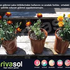 Rivasol Solucan Gubresi Saksi Bitikilerinden Kullanimi Ve Aradaki Farklar Ortadaki Saksida Hic Bir Sekilde Solucan Gu Instagram Photo And Video Planter Pots