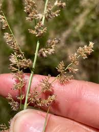 Image result for Eragrostis gummiflua