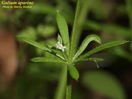 Image result for Galium