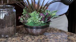 As a rule, most tropical plant varieties do best in bright, indirect sunlight. Exotic Angel Plants How To Create An Indoor Container Garden Youtube