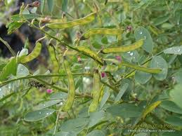 Image result for Tephrosia purpurea