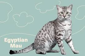 Cari dan pesan tiket pesawat lebih dari 500 maskapai penerbangan termasuk maskapai penerbangan indonesia dengan harga yang murah. Egyptian Mau Cat Breed Information Characteristics Daily Paws