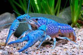Blue Crayfish Detailed Guide Care Diet And Breeding Shrimp And Snail Breeder
