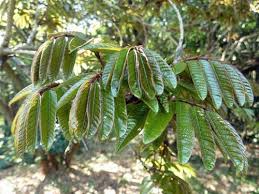 Image result for Millettia drastica