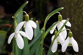 Free Image On Pixabay Snowdrop White Spring Flower Spring Flowers Early Spring Flowers Flowers