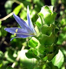 Image result for Megalochlamys hamata