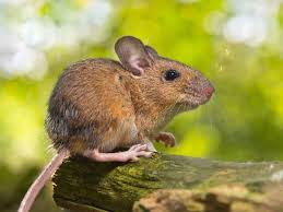Dec 27, 2019 · steps download article 1. 7 Smart Simple Ways To Keep Mice Out Of Your Car