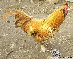 Описание породы и основные параметры, особенности и секреты правильного выбора, технология выращивания, полезные советы и интересные факты. Pavlovskaya Poroda Pavlovskaya Stranichka V Kataloge