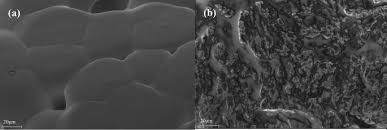 Image result for Dombeya buettneri