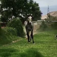 horses my love video