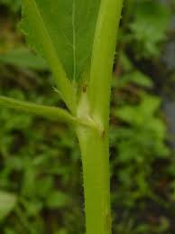 Image result for Melochia melissifolia