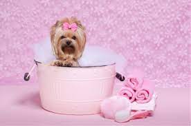 Pampered pet bed & biscuit provides excellent pet lodging, grooming and dog training in okolona, defiance, napoleon oh and ft. Home