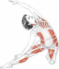 Parighasana Yogaanatomy Net Yoga Anatomy Yoga Muscles Yoga Techniques