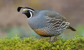 Birds That Start With I 12 Fabulous Animals That Start With The Letter Q In 2020 Animals Quail Wildlife Sanctuary