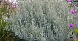 Image result for Stoebe