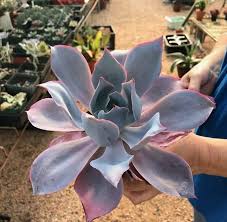 Succulent plants are among the most bizarre, beautiful, and varied in the entire plant kingdom. Austin Cactus And Succulent Society Home Facebook