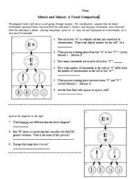 In order to separate the chromosomes in half you will have. Mitosis Meiosis Comparison Worksheets Teaching Resources Tpt