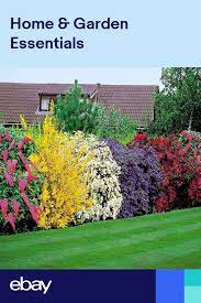 Check spelling or type a new query. Flowering Shrubs Hedge 5 Hedge Plants In 2021 Hedge Plants Flowering Bushes Plants
