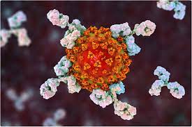 Apr 05, 2021 · les patients greffés ou dialysés ne produiraient pas une réponse immunitaire suffisante, même après deux injections. Comment Les Patients Immunodeprimes Repondent Ils Aux Vaccins Covid 19
