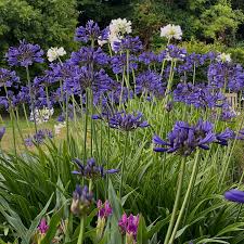 Image result for Agapanthus campanulatus