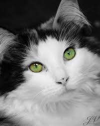 Black And White Cat With Green Eyes Pin By Mary Hough On Extremely Green Pretty Cats Beautiful Cats Cats