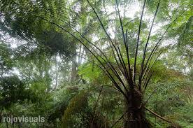 Image result for Cyathea dregei