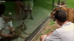 Where can i find free animated animals clipart? Animal Gifs Baby Animals Gifs Of Funny Animals Gifs Funny Animals Funny Gifs Cheezburger