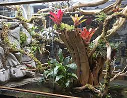 Jim S Display Paludarium My First Page 6 Lizard Habitat Anole Animal Room