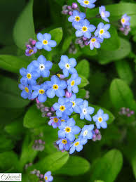 Fruhlingsblumen Im Garten In 2020 Fruhling Blumen Schone Blumen Bilder Fruhlingsblumen