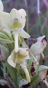 Image result for Habenaria welwitschii