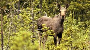 Nu återvänder svt till älgvandringsstråket i kullberg utanför junsele för att göra mer slow tv. Den Stora Algvandringen Ar Svt S Satsning Pa Slow Tv Dn Se
