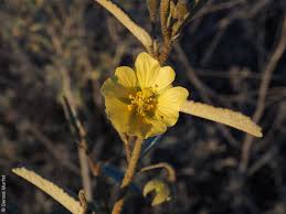 Image result for Sida serratifolia