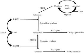 Polyamine is found in all living organisms. Spermidine An Autophagy Inducer As A Therapeutic Strategy In Neurological Disorders Sciencedirect