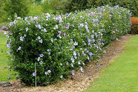 Rose Of Sharon Hedge Hedges Landscaping Garden Hedges Rose Of Sharon Bush
