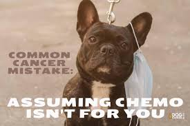 They are participating in mass murder. Common Cancer Mistake Assuming Chemotherapy Is Not An Option Dog Cancer Blog