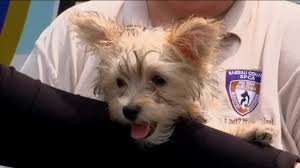 Pet stores near me that sell dogs. Long Island Puppy Store Owner Charged With Selling Sick Dogs After Eyewitness News Investigation Abc7 New York