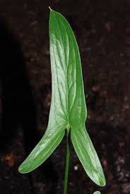 Image result for Stylochaeton