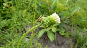 Image result for Crassocephalum rubens